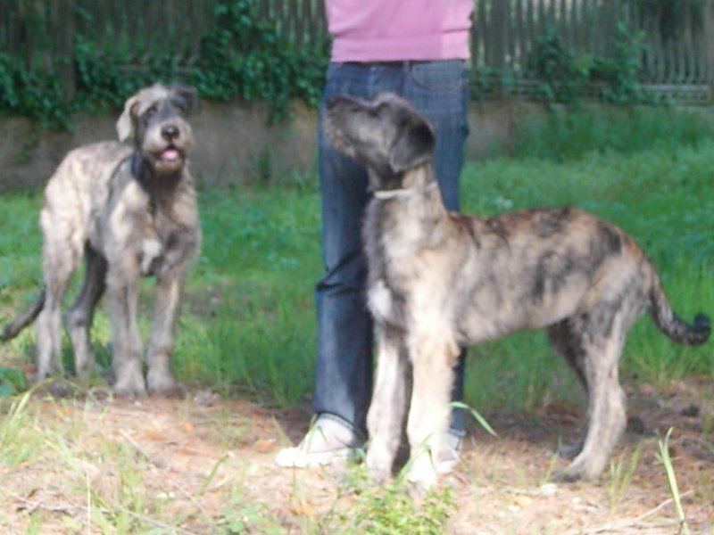 Irish volfhound