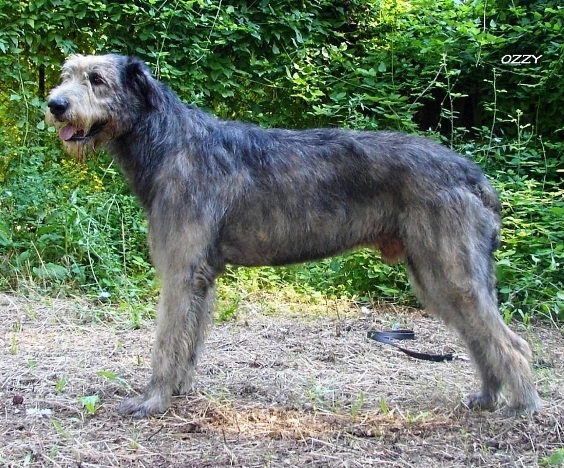 LU11