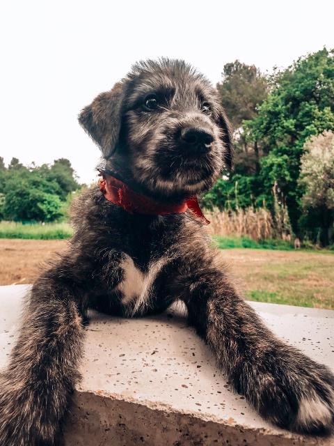 Wolfhound Poodle Irish Wolfhound Adoption Labrador Wolfhound Mix