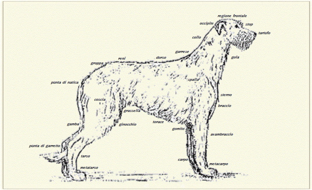 IW schema